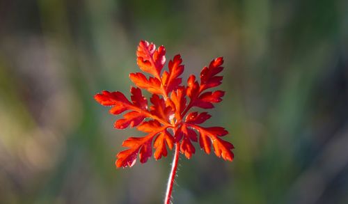 Close-up of red flower