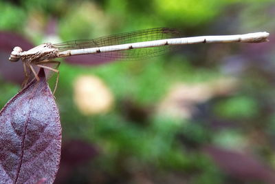 Close-up of dragonfly on plant