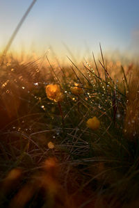 Close-up of grass growing on field