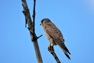 Low angle view of kestrel perching on branch