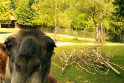 Close-up of horse on field