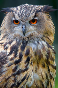 Eurasian eagle-owl looking into the camera - coloured version