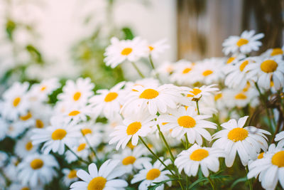 Close-up of white daisy flowers