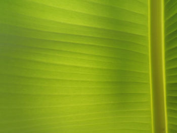 Full frame shot of green leaves