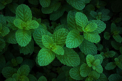 Full frame shot of green leaves