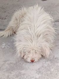 High angle view of dog relaxing outdoors