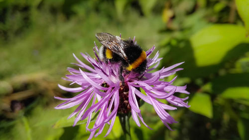 Close-up of butterfly on purple flower