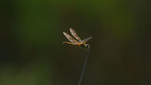 Close-up of insect on leaf