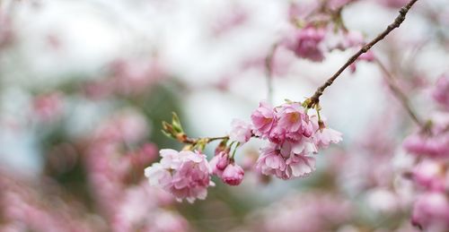 Close-up of pink flowers growing outdoors