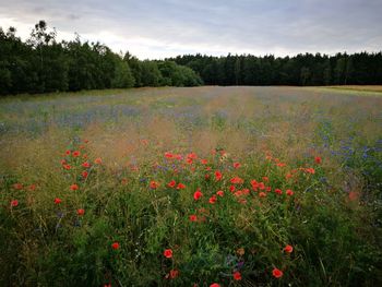 Scenic view of field against sky