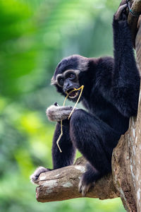 Black cat sitting on tree