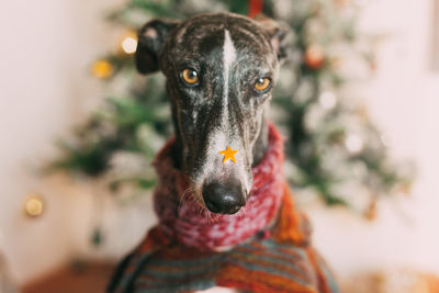 Close-up portrait of dog against christmas tree at home