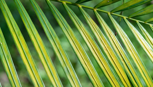 palm leaf