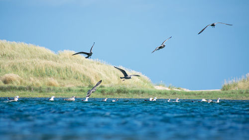 Seagulls flying over sea against sky