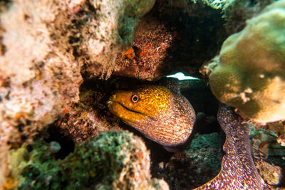 Close-up of fish swimming in sea