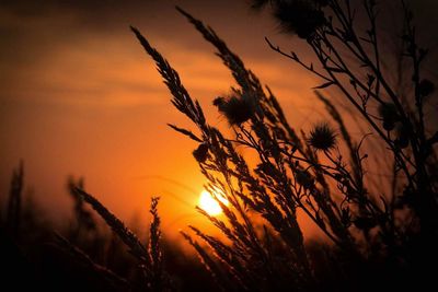 Silhouette of trees at sunset