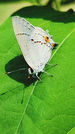 Close-up of butterfly perching on leaf