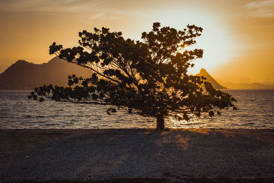 Silhouette tree by sea against sky during sunset