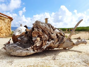 Close-up of driftwood on beach