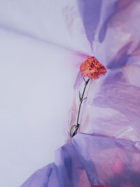 Close-up of wilted flower against white wall