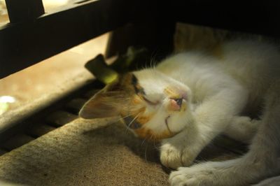 Close-up portrait of a cat