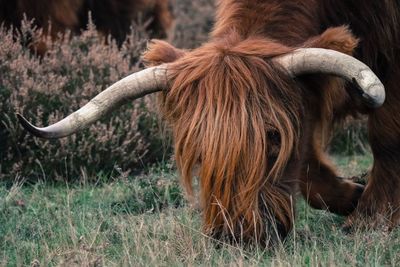 Close-up of horse grazing on field