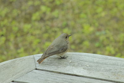 Close-up of bird perching on bench