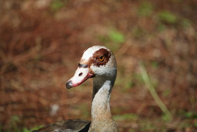 Close-up of duck on field