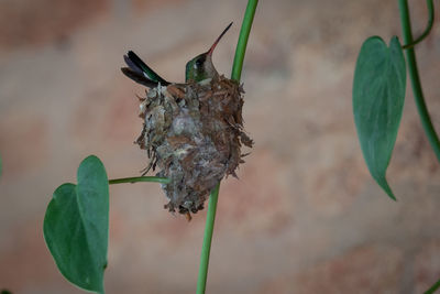 Close-up of dry leaves