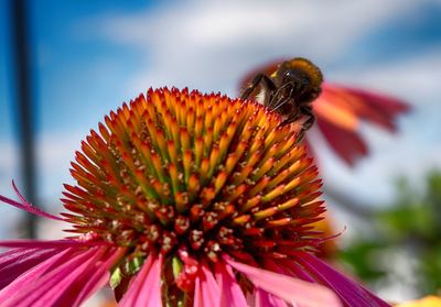 Close-up of bee on flower