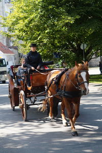 Horse cart on road in city