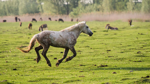 Horses in a field