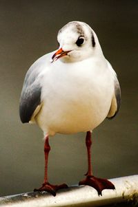 Close-up of seagull perching