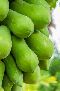 Close-up of green tomatoes