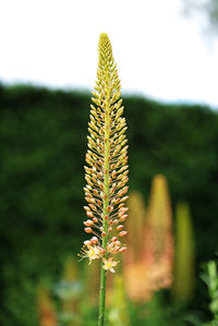 Close-up of plant on field