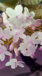 Close-up of pink flowers