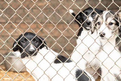 Portrait of dog seen through chainlink fence