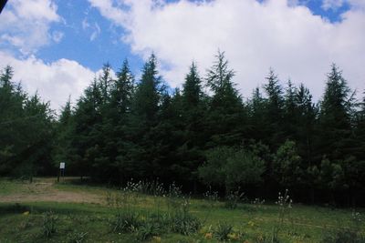 Scenic view of forest against sky