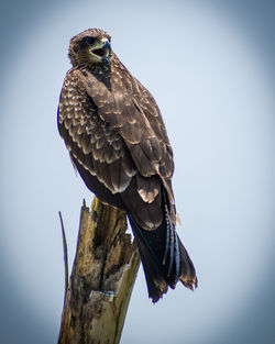 Low angle view of eagle perching on tree against sky