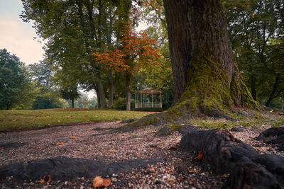 Trees in forest