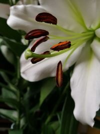 Close-up of white flowering plant