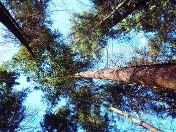 Low angle view of trees against sky