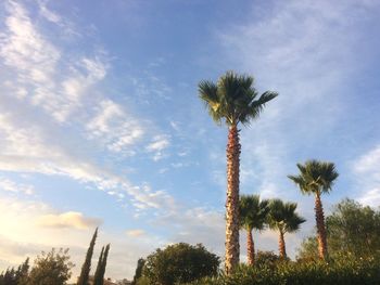 Low angle view of palm trees against sky