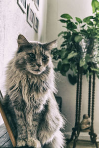 Cat sitting on table by window