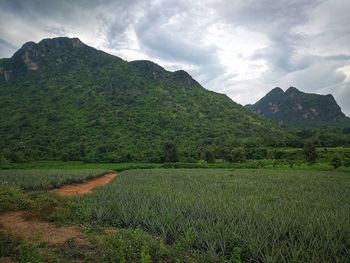 Scenic view of agricultural field against sky