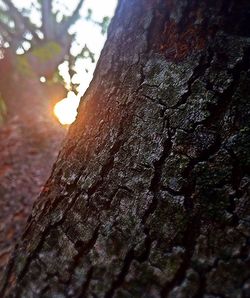 Close-up of tree trunk