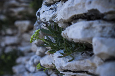 Close-up of moss on rock