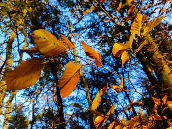 Low angle view of autumnal tree against sky
