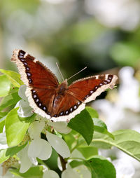 Close-up of butterfly pollinating flower