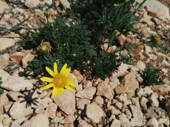 Yellow flowers growing outdoors